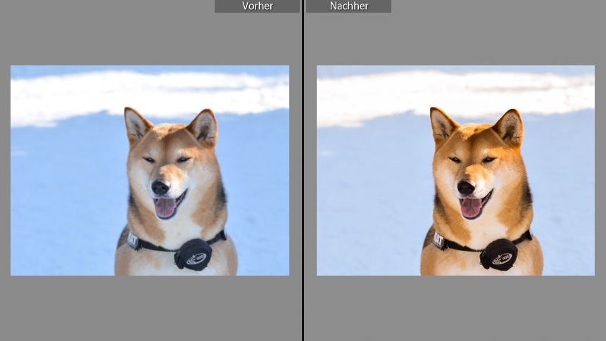 Sammy vorher nachher lightroom