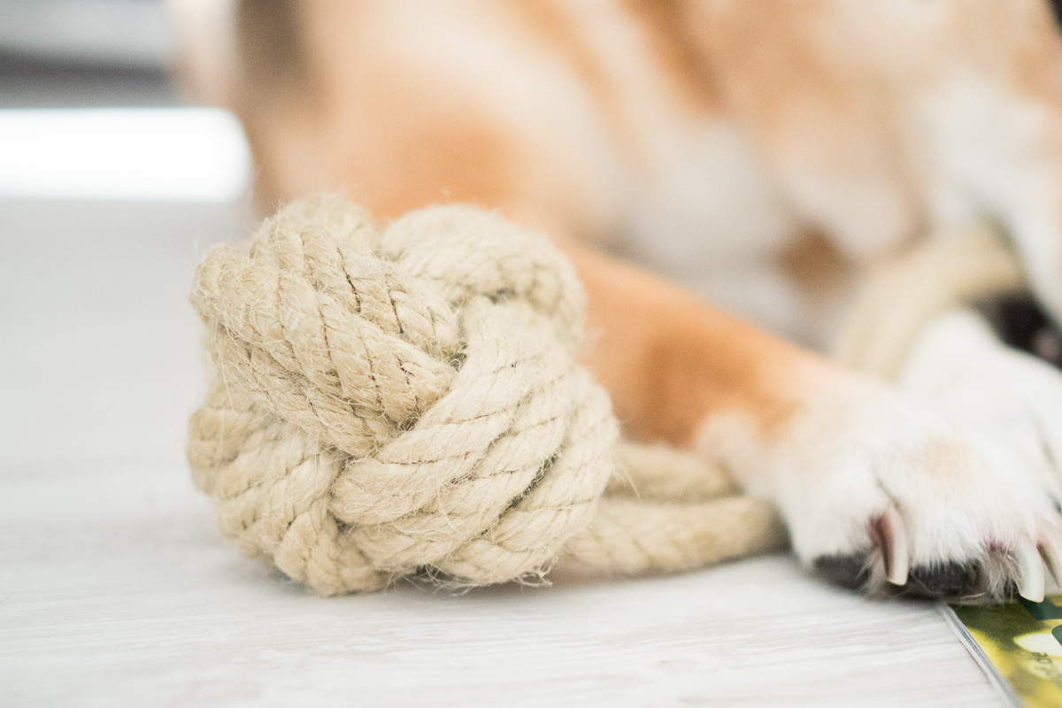 Frauchen, beschäftige mich! DIY Hundespielzeug (Affenfaust Frauchen, beschäftige mich! DIY Hundespielzeug (Affenfaust