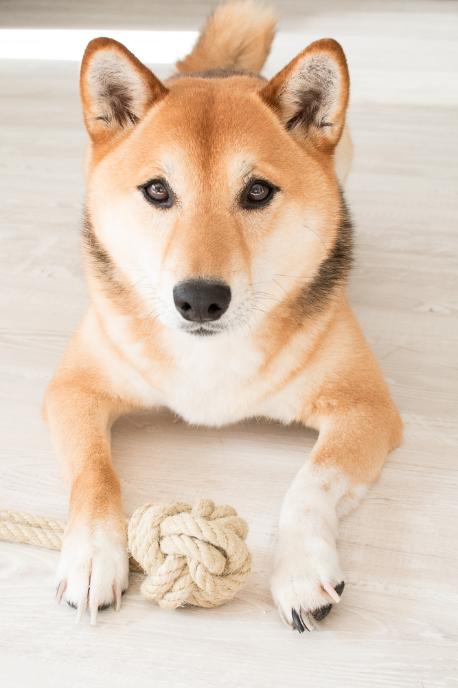 Frauchen, beschäftige mich! DIY Hundespielzeug (Affenfaust Frauchen, beschäftige mich! DIY Hundespielzeug (Affenfaust