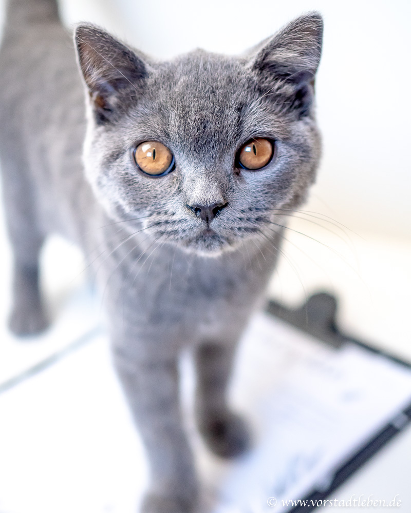 Katze Mr. Wilson Vorstadtleben Lifestyle Blog