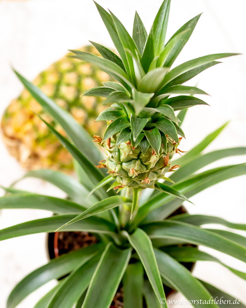 Urban Gardening Ananas Selber Ziehen Tropical Feeling Fur Zuhause