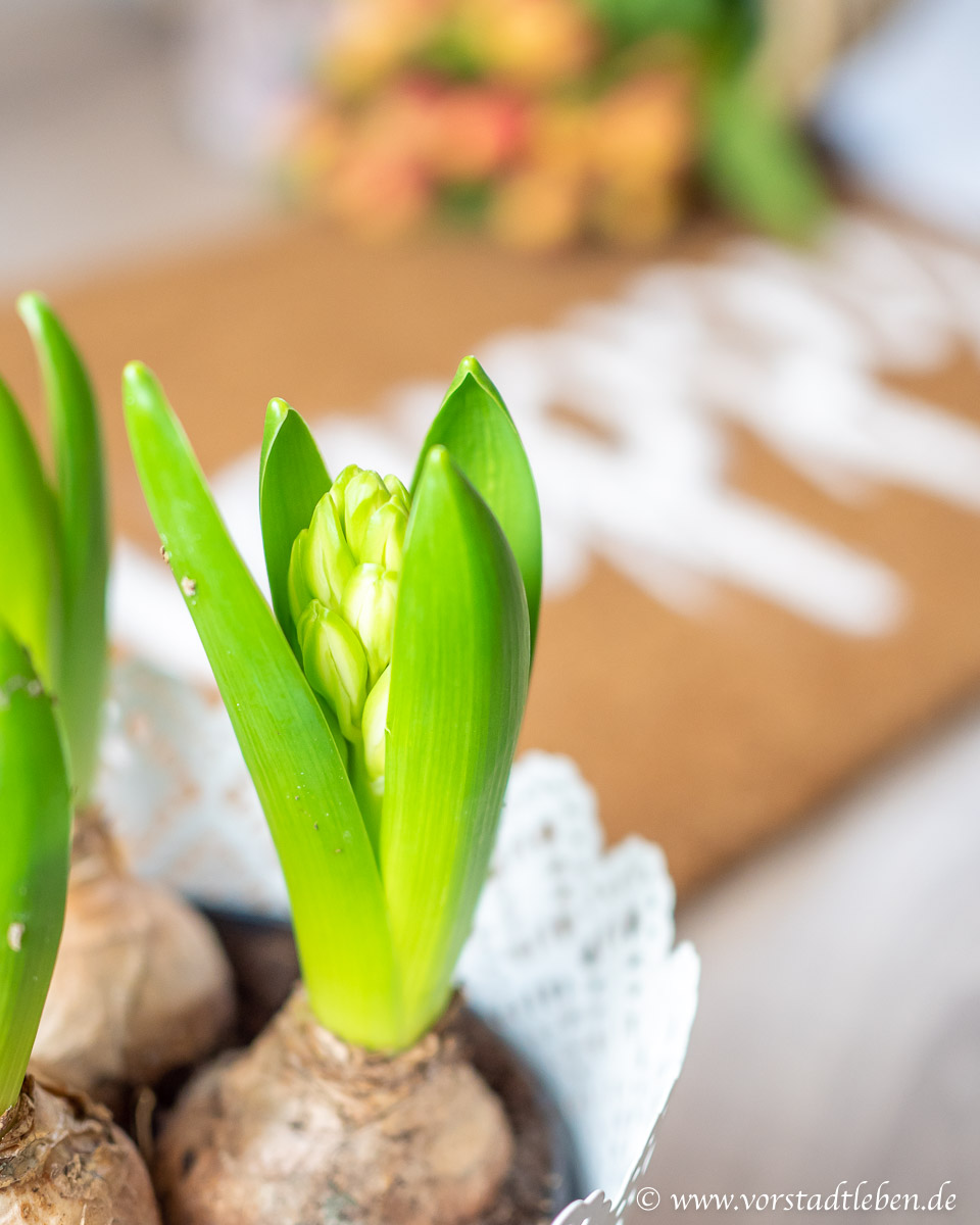 Fruehling Hyazinthe