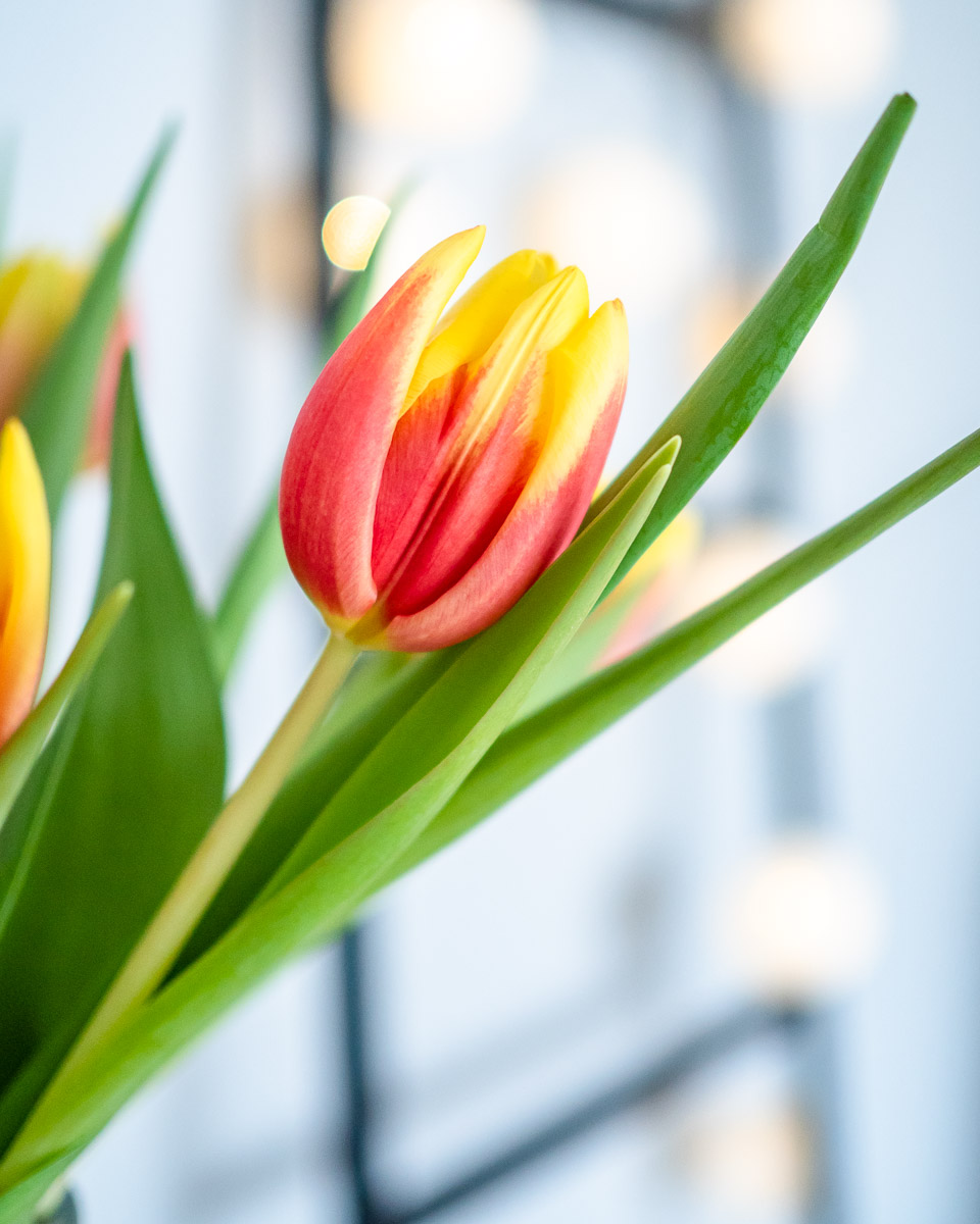 Tipps gegen den Winterblues farbe tulpen