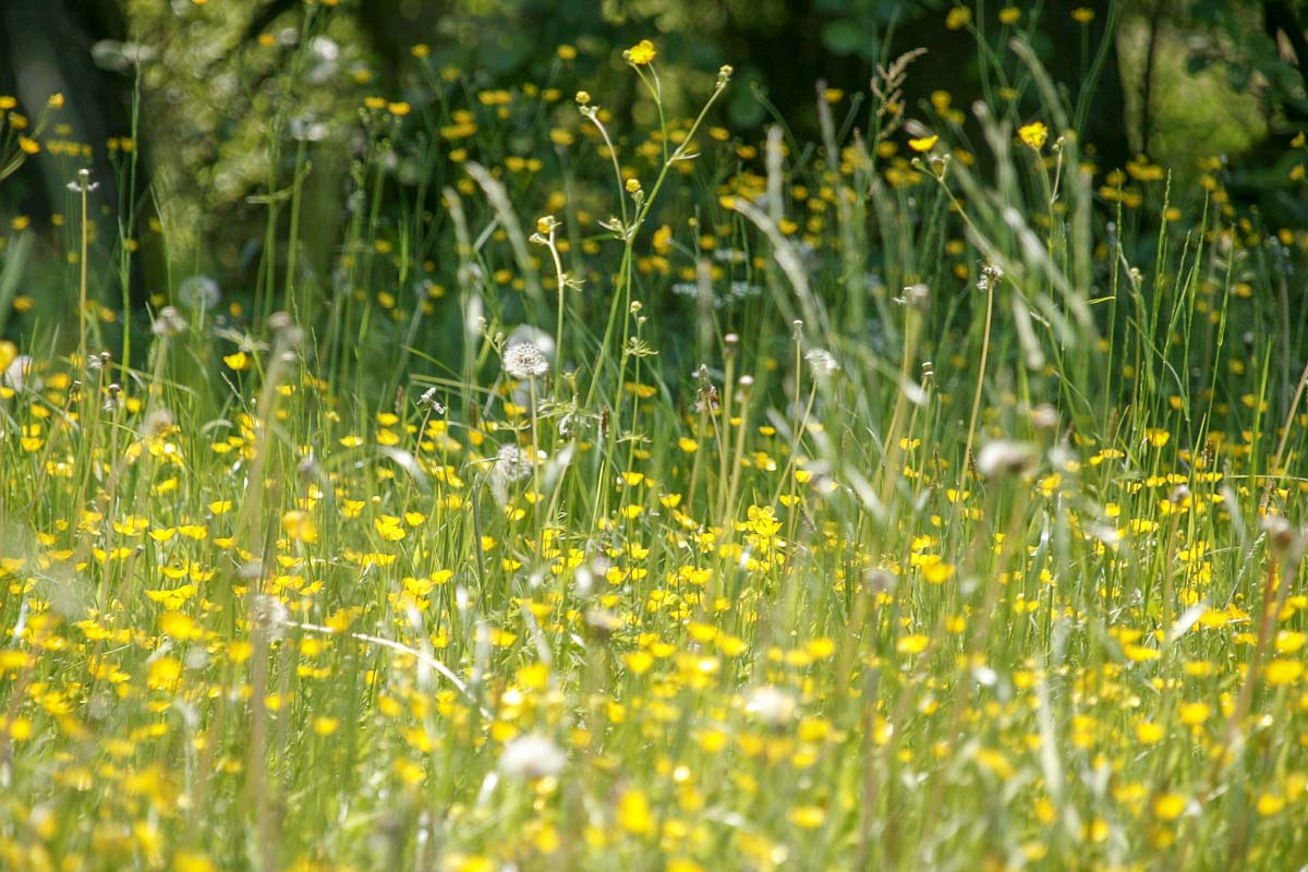 Blumenwiese Heuschnupfen Allergie