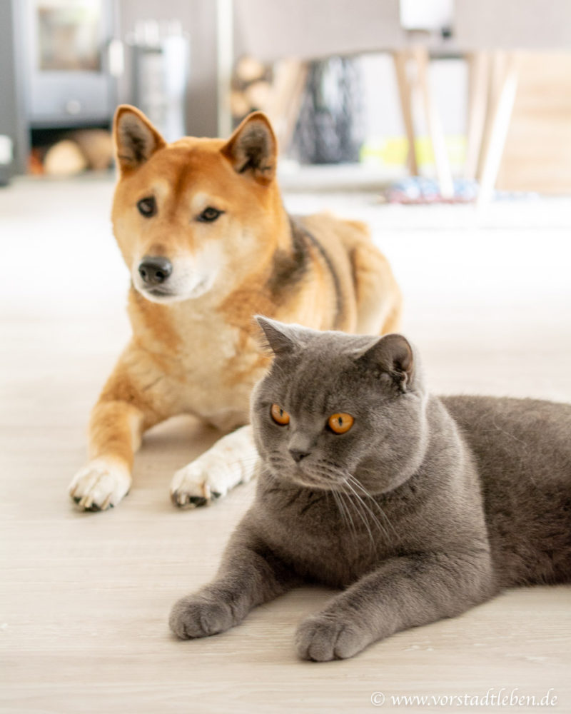 erwachsenen hund an katze gewöhnen