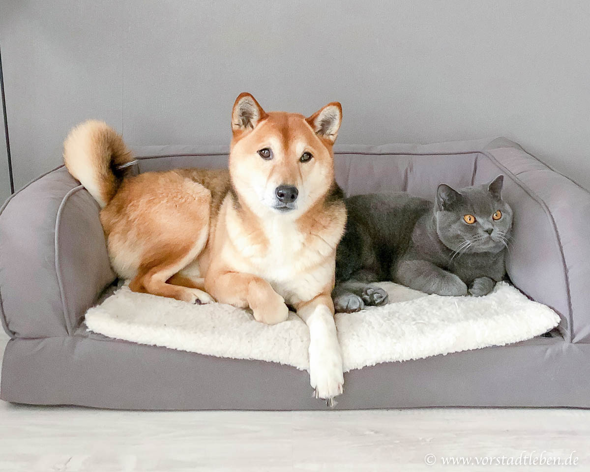 Hund und Katze zusammen zookauf shop de