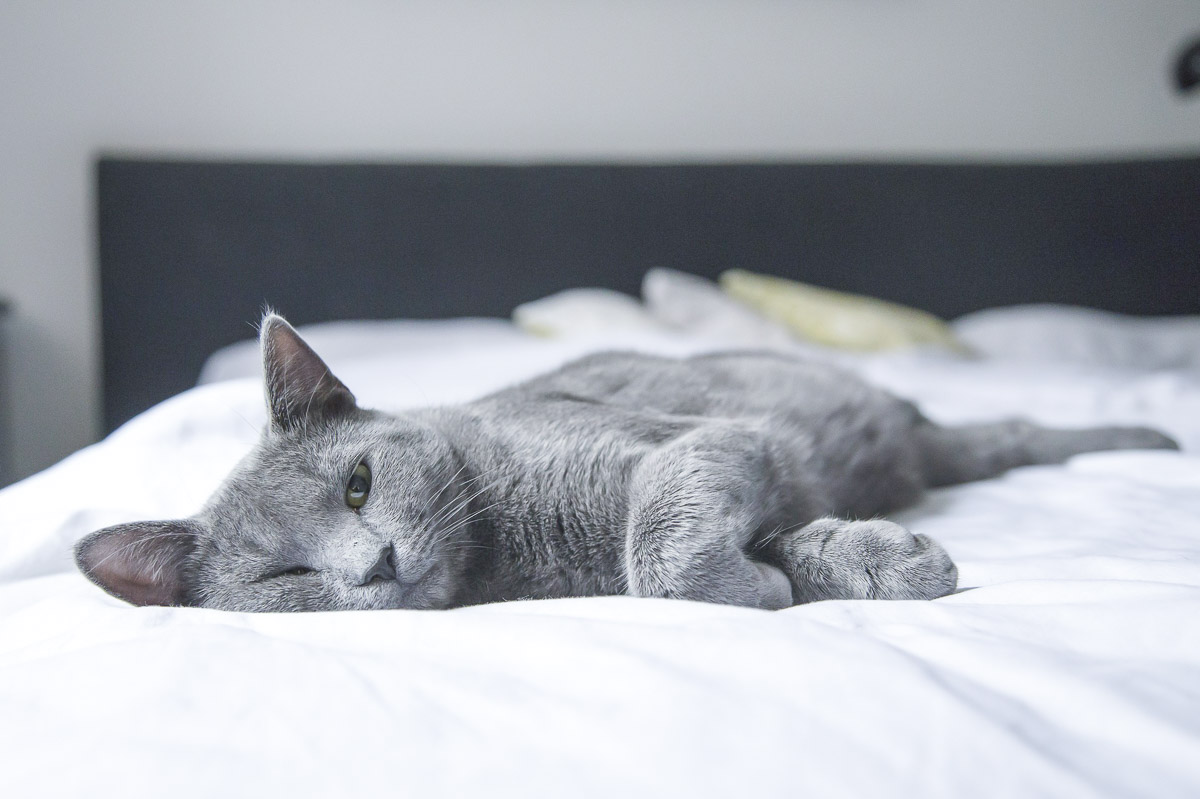 Sommerhitze schlaflos katze